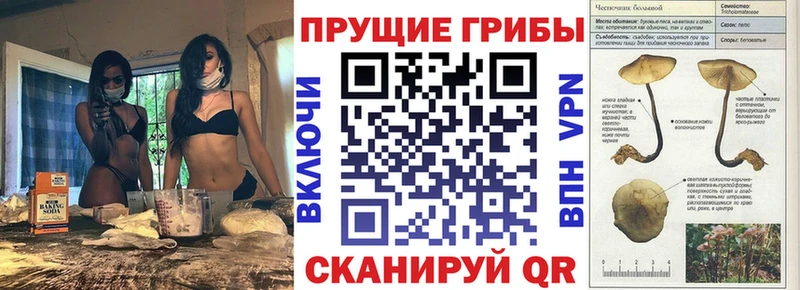 хочу наркоту  Кодинск  Галлюциногенные грибы Psilocybine cubensis 
